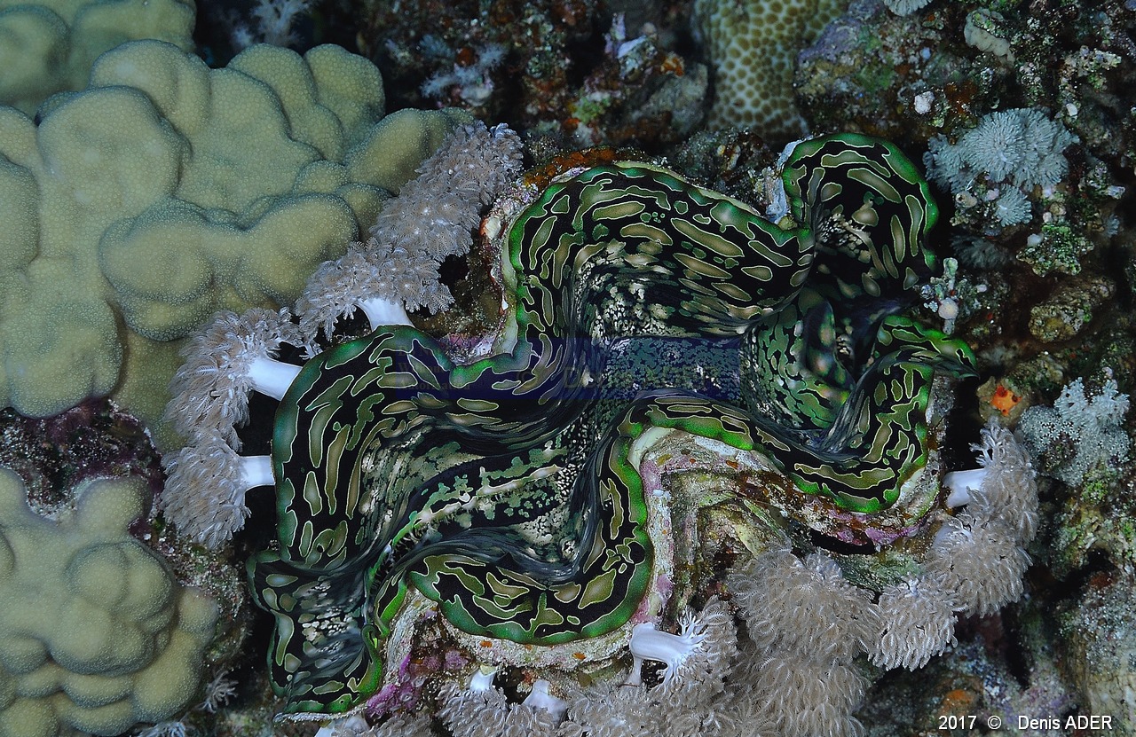 Tridacna squamosa benitier solitaire-Safaga Panomara Reef N-31m-20171123-Denis-ADER-DSC_3630_tn.jpg